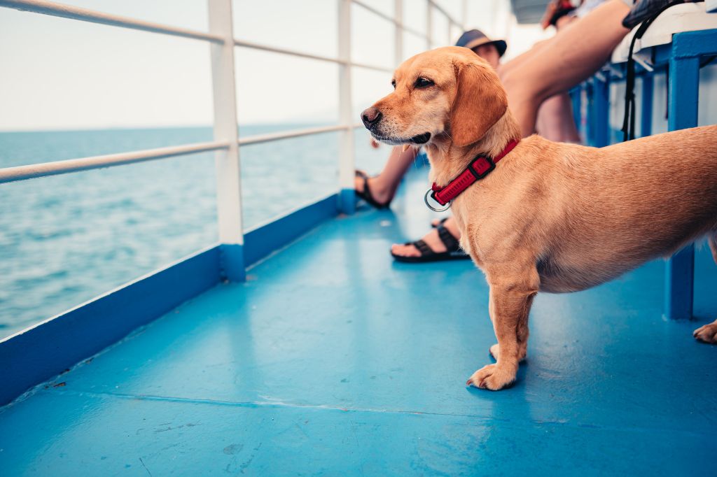 un perro con dueño en la cubierta de un ferry