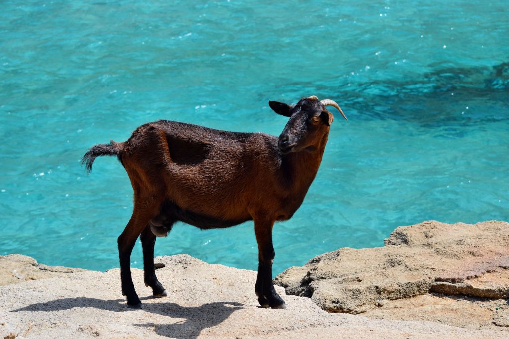 Una cabra salvaje y mansa mira y camina sobre una roca junto al agua turquesa del mar en Cala Figuera.