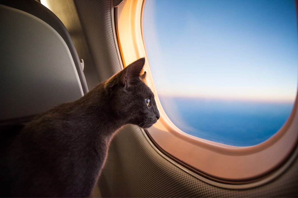 El gato mira por la ventana en la cabina del avión.
