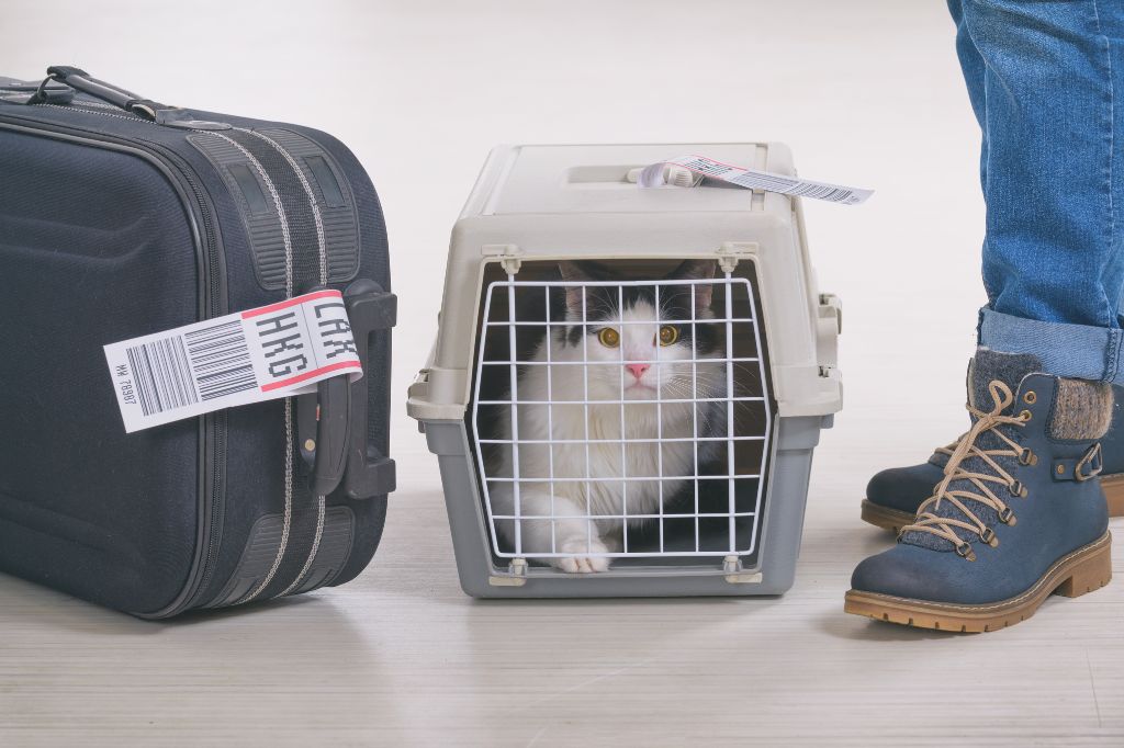 un gato en un transportín esperando un avión