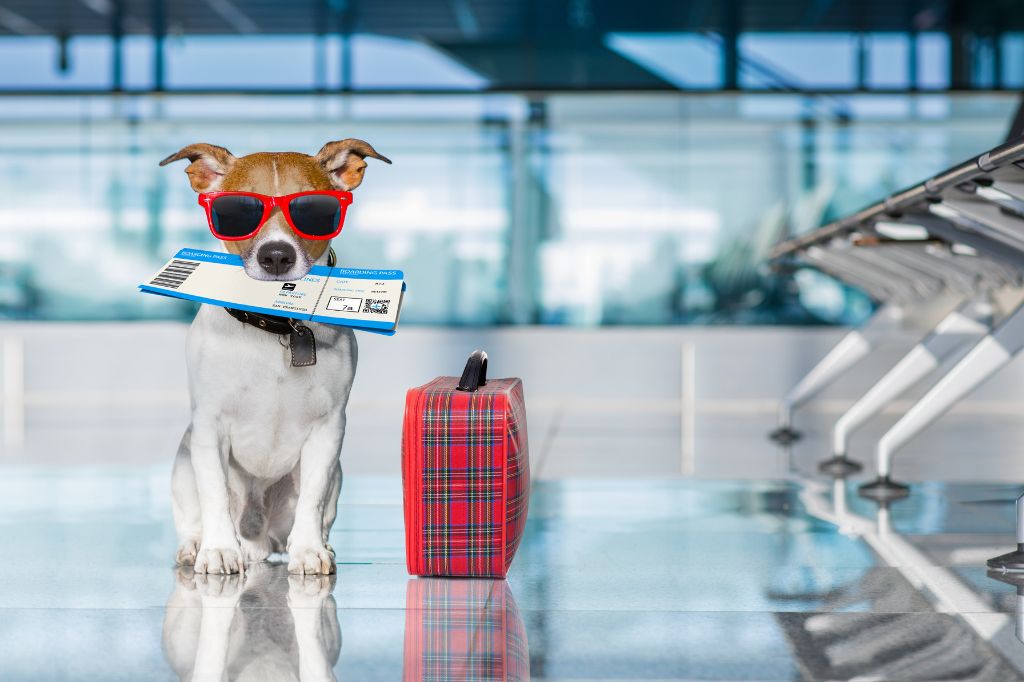 Un perro en el aeropuerto con un billete en la boca se sienta junto a una maleta