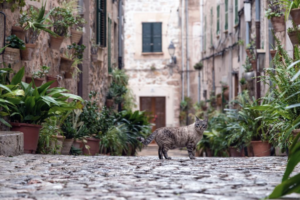 Un gato callejero pasea por las calles del casco antiguo del pueblo de Valldemossa
