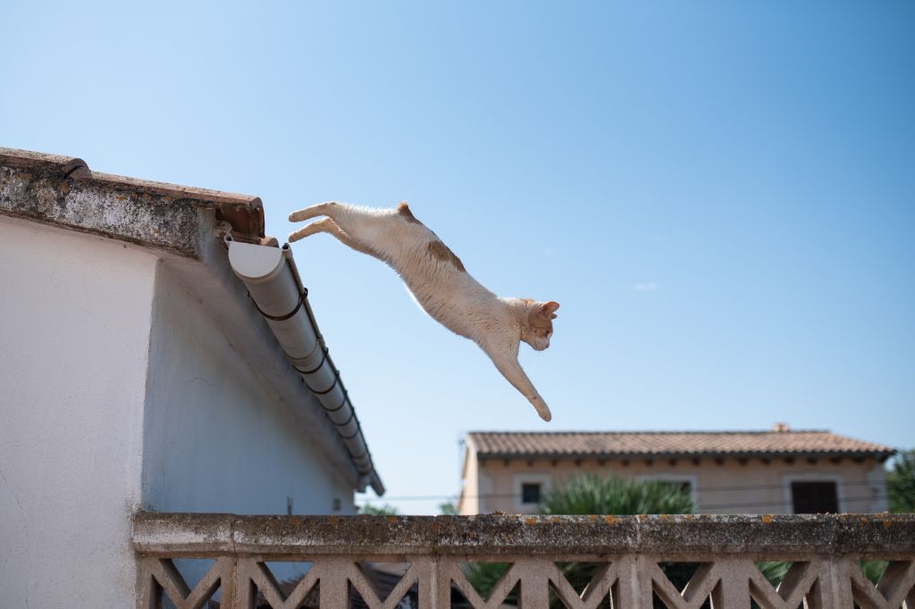 Gato callejero saltando desde un tejado en Mallorca
