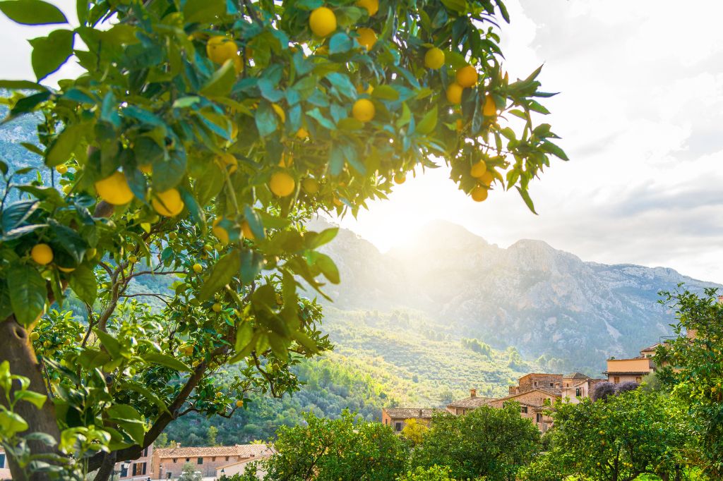 paisaje en Soller, Mallorca con naranjos y montañas