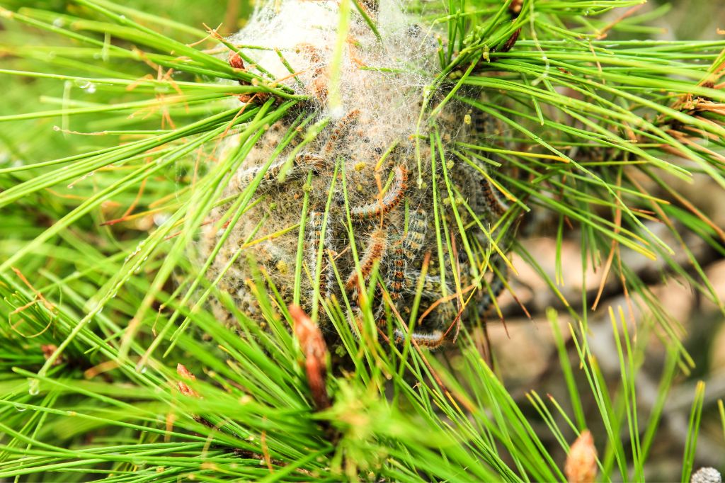 Orugas procesionarias en nido en un pino