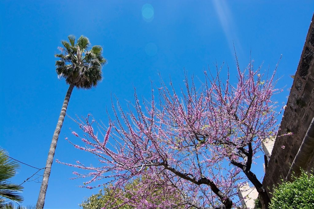 Árbol de flores rosas en Palma en abril